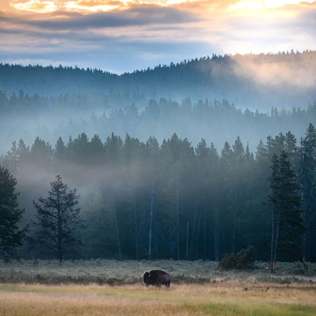 Buffalo Sunrise - Lucas Moore