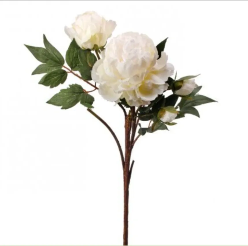 CREAM  PEONY STEM